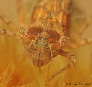 Celithemis ornata, nymph